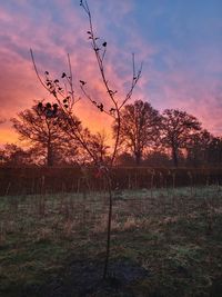 Fruitboom bij zonsopkomst